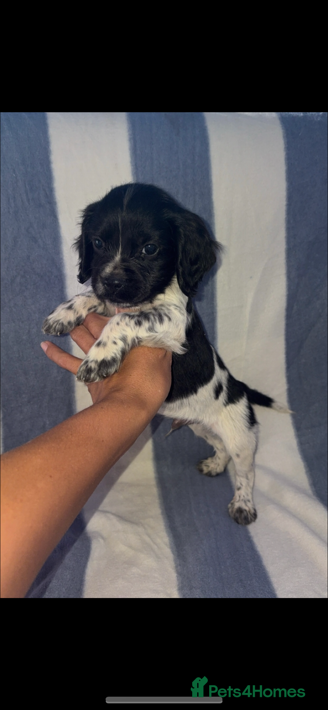 Cocker Spaniel dogs for sale: Ready to leave  - Image 1