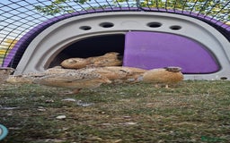 Quail poultry for sale: 10 female and 5 female Jumbo quail - Image 3