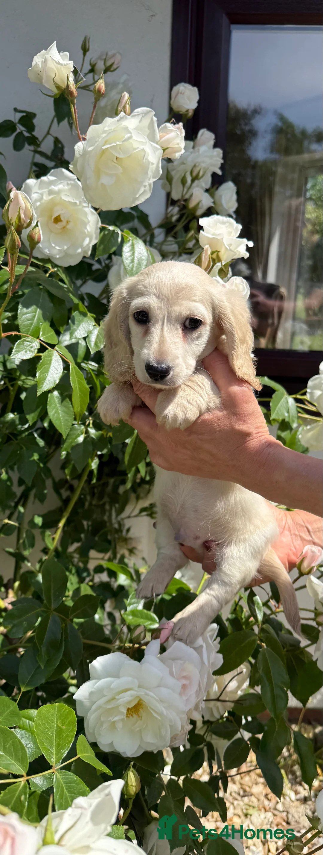 Miniature Dachshund dogs for sale: KC cream miniature long haired creams - Advert 2