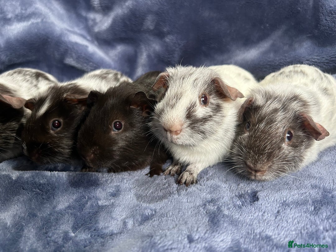 Guinea Pig rodents for sale: Dalmation baby Guinea pigs - Advert 4