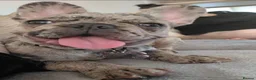 French Bulldog dogs for sale: French bulldog  - Advert 3