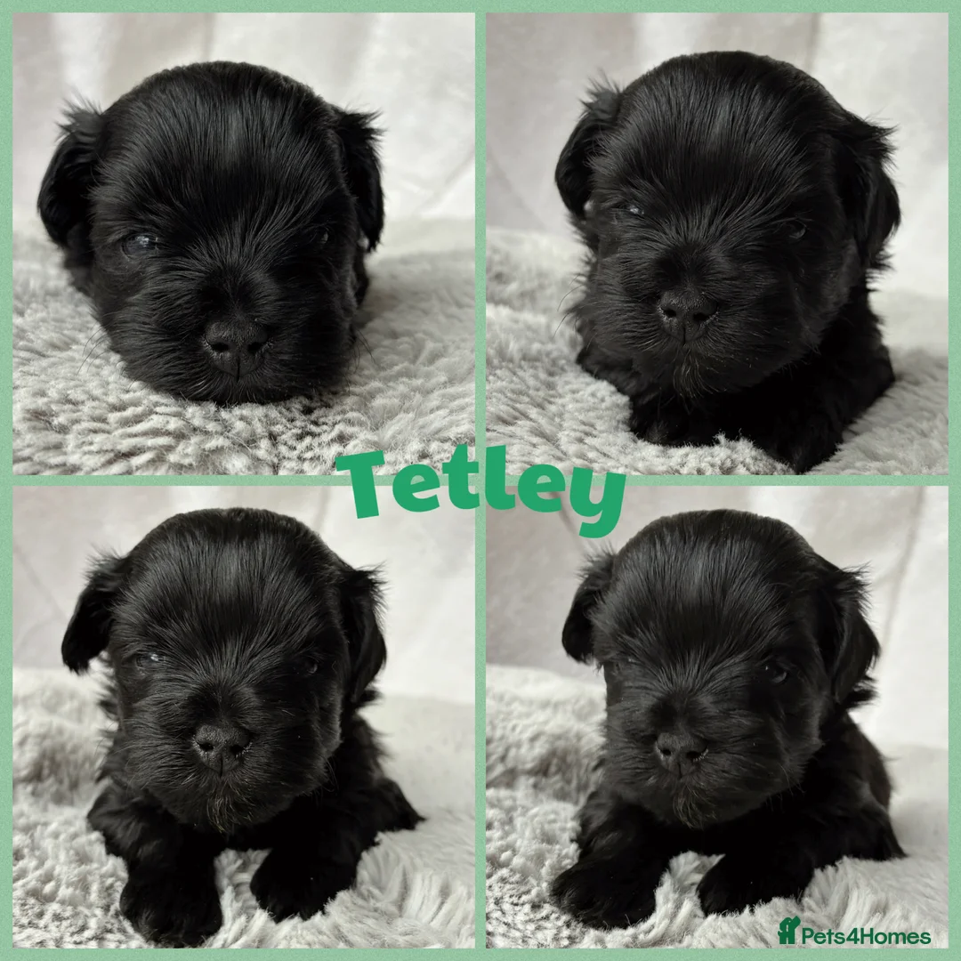 Miniature Schnauzer dogs for sale: 1 CHOC GIRL - KC TOY/MINI SCHNAUZER MAC/BVA CLEAR - Advert 5