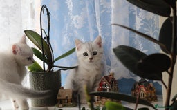British Shorthair cats for sale: 4 Beautiful British short hair & Ragdoll kittens - Image 20