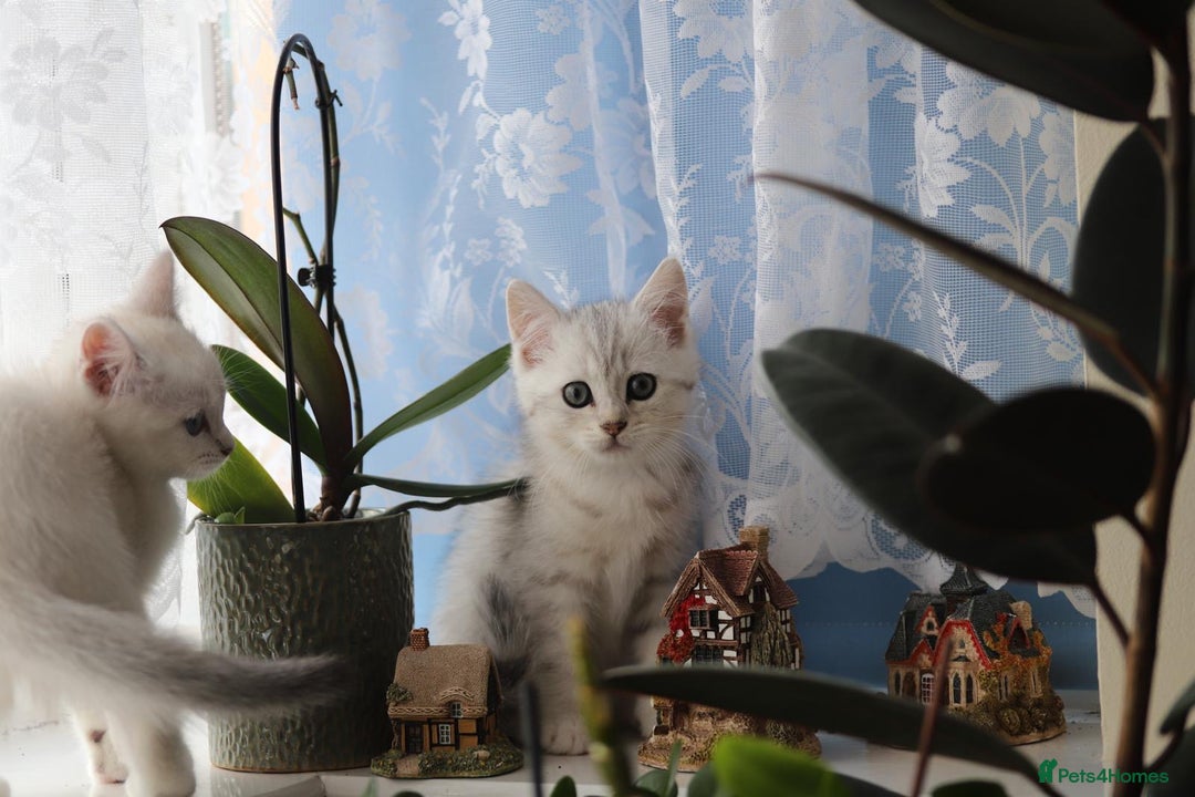 British Shorthair cats for sale: 4 Beautiful British short hair & Ragdoll kittens - Image 20