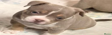American Bully Puppy 1