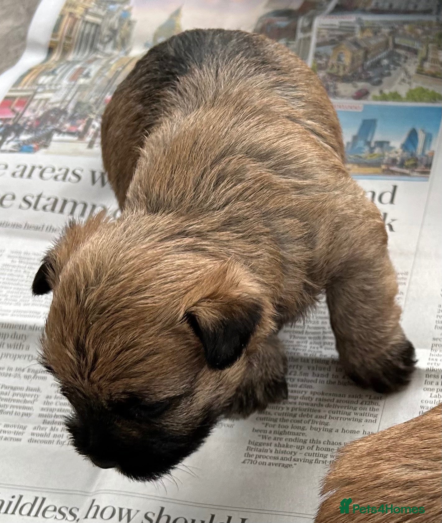 Cairn Terrier dogs for sale: Gorgeous Cairn Terrier Puppys - Advert 3
