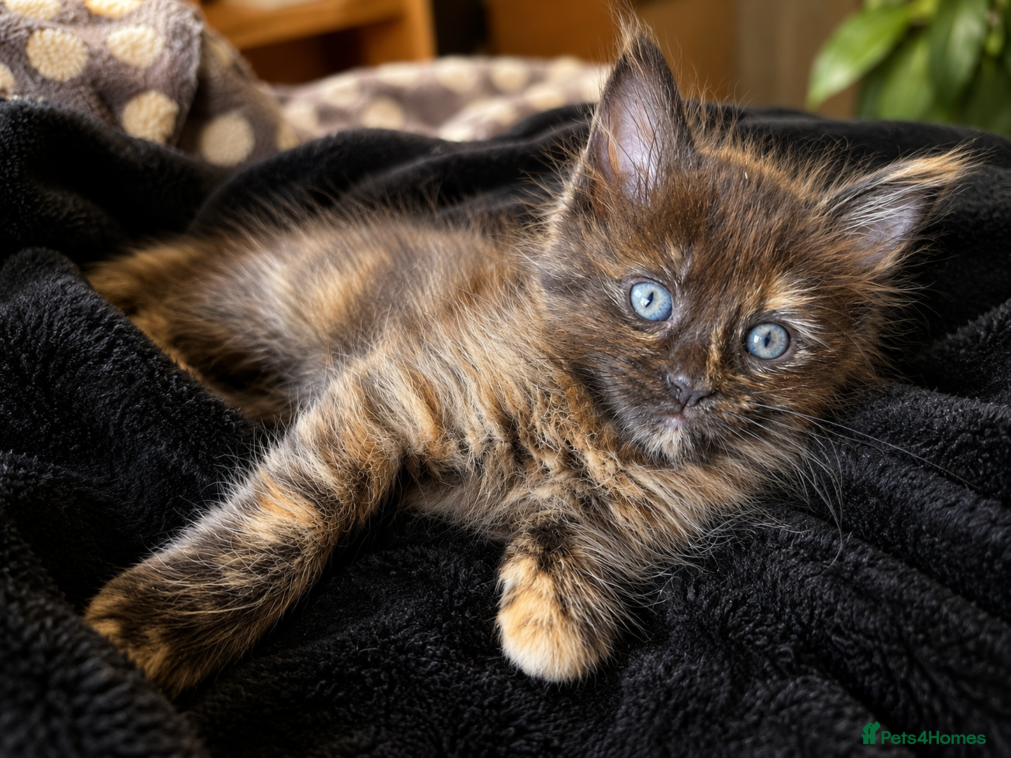 Maine Coon cats maine coon kittens beautiful kittens  - Advert 1