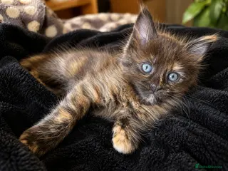 Maine Coon cats maine coon kittens beautiful kittens - Advert 1
