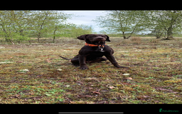 Mixed Breed dogs for sale: German pointer  - Image 1