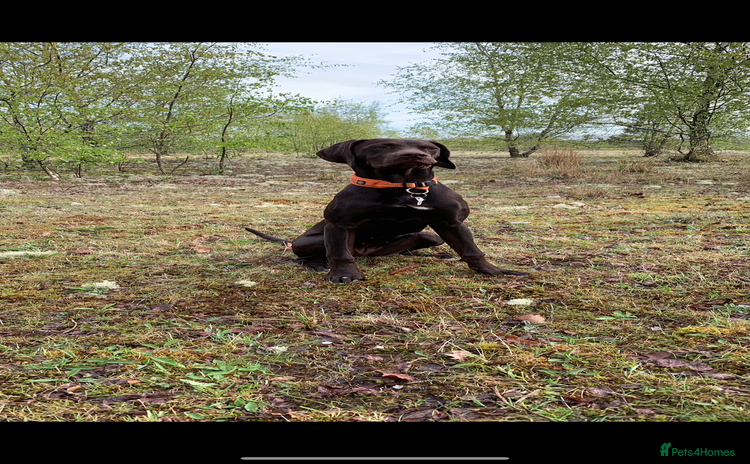 Mixed Breed dogs - Advert 2