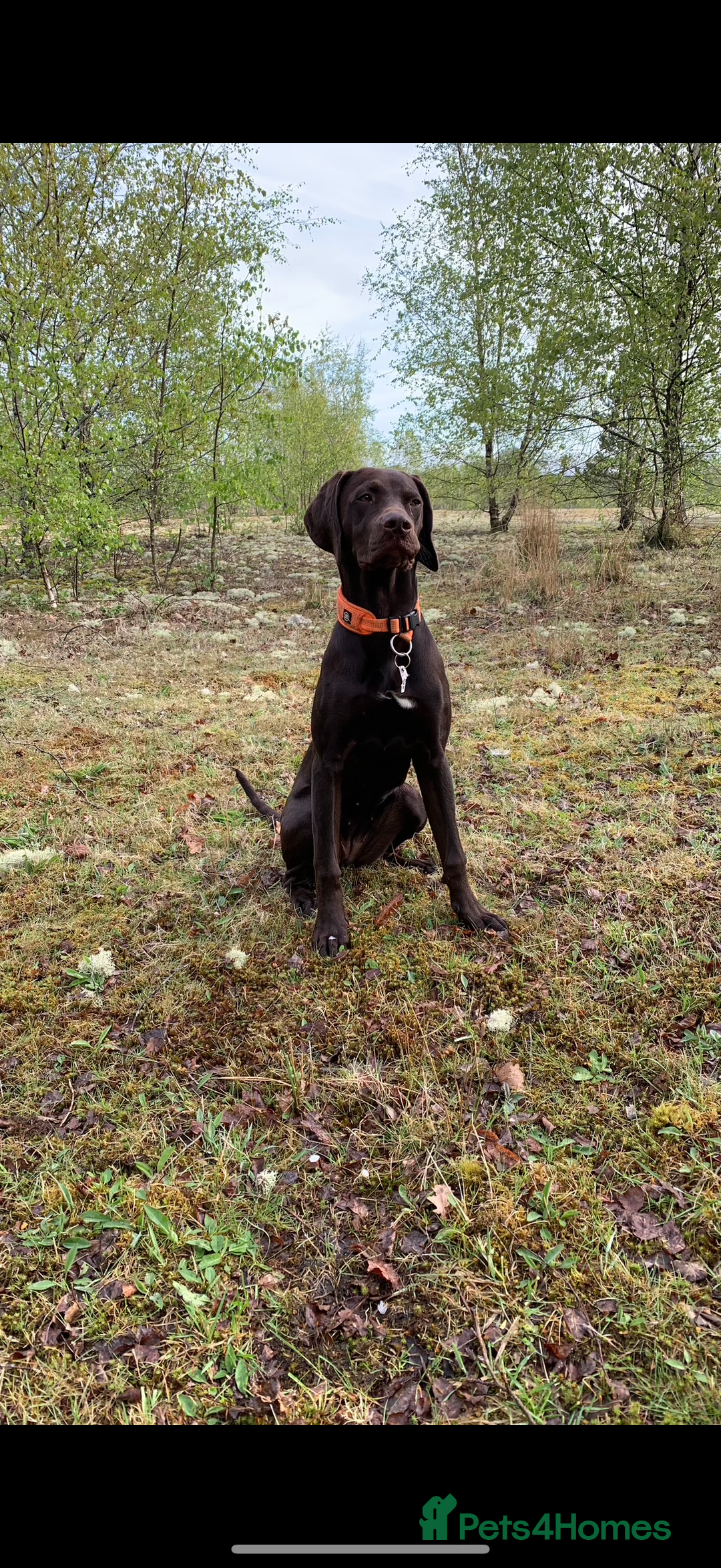 Mixed Breed dogs for sale: German pointer  - Image 1