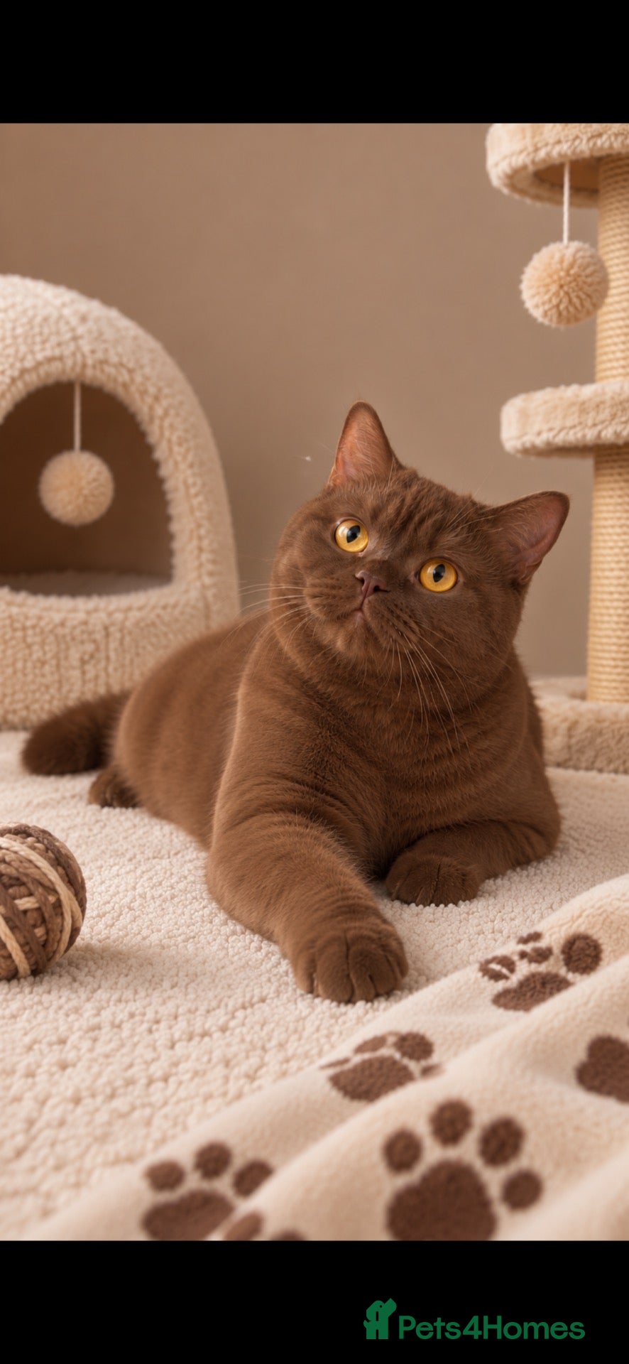 British Shorthair cats 🐾🤎 **STUNNING CINNAMON BRITISH SHORTHAIR GIRL - Advert 2