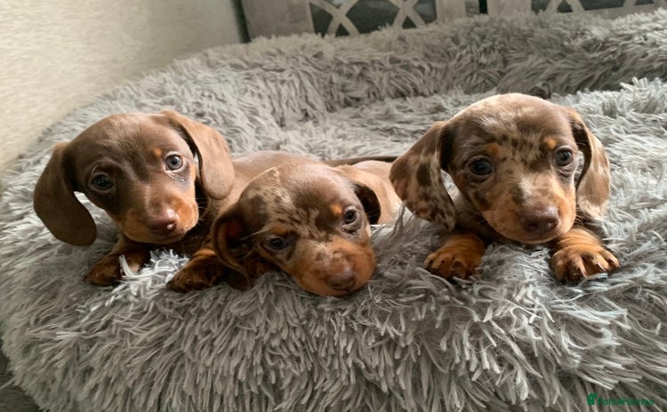 Miniature Dachshund dogs - Advert 16
