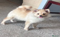 German Spitz dogs for sale: German spitz for sale  - Image 1