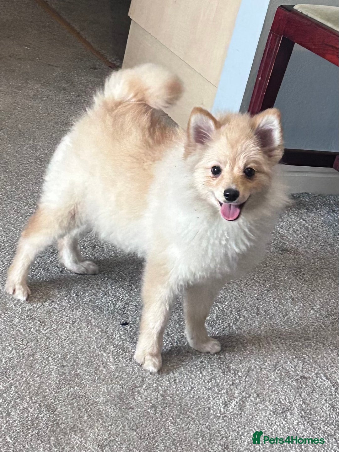 German Spitz dogs for sale: German spitz for sale  - Image 1