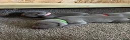 Weimaraner dogs for sale: Long & Short Haired Weimaraner KC reg - Advert 3