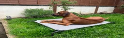 Rhodesian Ridgeback dogs for stud: Athletic RR for stud  - Advert 7