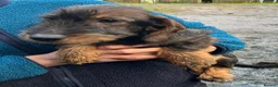Dachshund dogs for sale: Wirehaired Dachshund Teckel KC registered puppies  - Advert 4