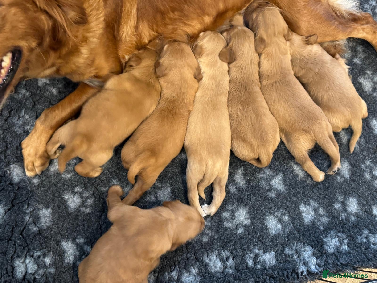 Golden Retriever dogs for sale: 🌟DNA clear, super dark, golden puppies 🌟 - Advert 2