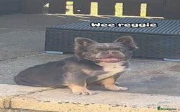 French Bulldog dogs for sale: Fluffy french bulldog  - Image 3