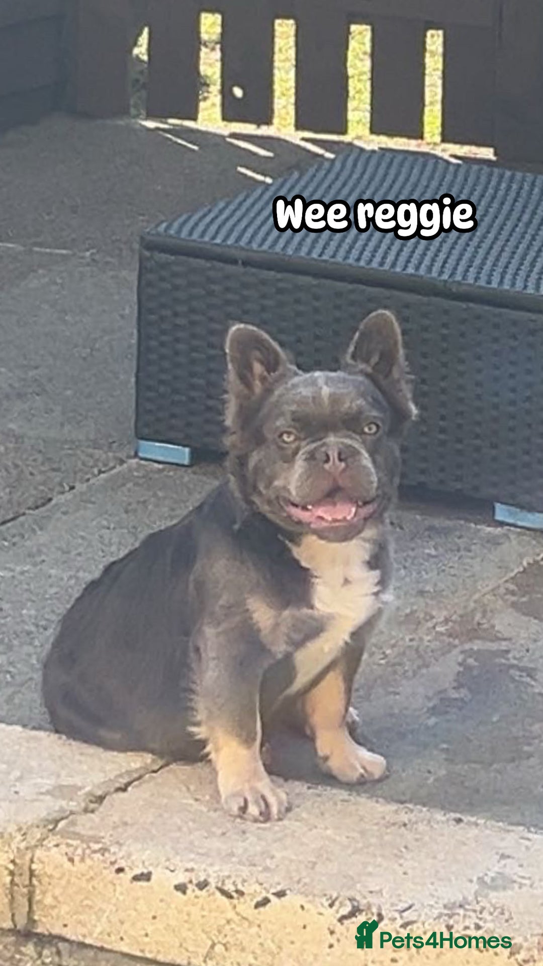 French Bulldog dogs for sale: Fluffy french bulldog  - Image 3