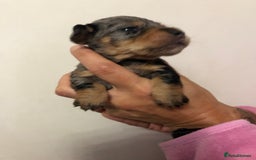 Mixed Breed dogs for sale: Jackapoo cross dachshund puppy’s  - Advert 8