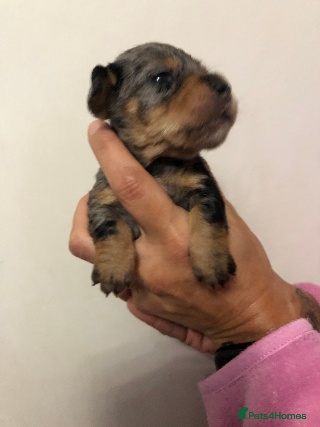 Mixed Breed dogs for sale: Jackapoo cross dachshund puppy’s  - Advert 8