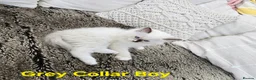Ragdoll cats for sale: Adorable Ragdoll kittens looking for loving homes! - Advert 19