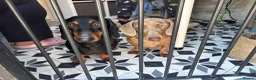 Dachshund dogs for sale: 🐾DWKC REG, DACHSHUND PUPPIES - Advert 20