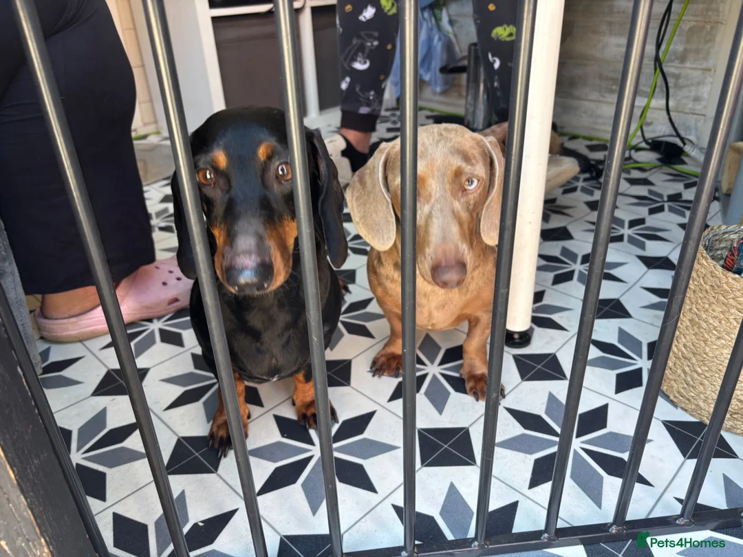 Dachshund dogs for sale: 🐾DWKC REG, DACHSHUND PUPPIES - Advert 20