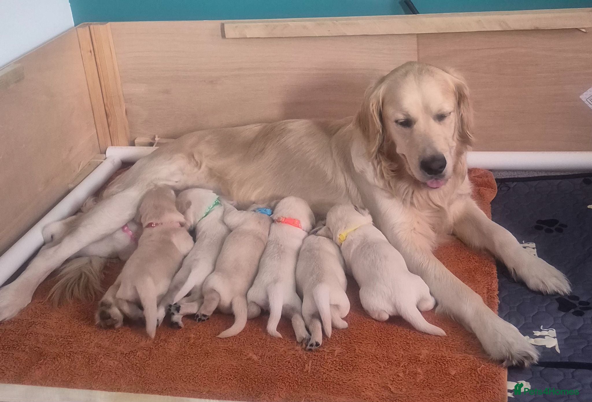 Goldador dogs Stunning F1 Goldador Puppies- Only 1 Females Left - Advert 5