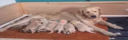 Goldador dogs for sale: Goldador Puppies  - Advert 4