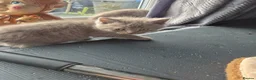 Mixed Breed cats for sale: British Shorthair X Ragdoll kittens  in Altrincham - Advert 11