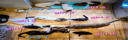 Mixed Breed cats for sale: 8 Adorable Kittens Looking for Their New Homes - Advert 19