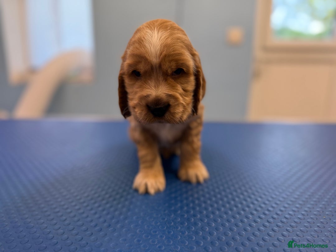 Cocker Spaniel dogs for sale: Beautiful kc registered show cocker spaniels - Image 15