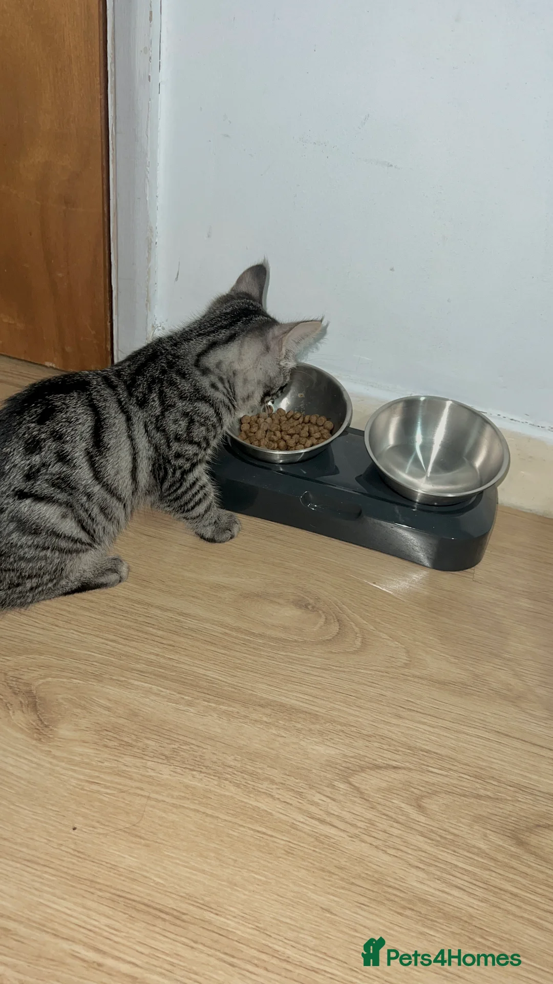 Mixed Breed cats for sale: Discounted Stunning Half Bengal,Savannah Baby Boy - Advert 4