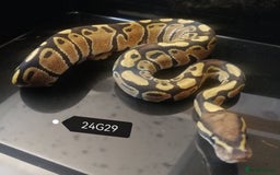 Python Snake reptiles for sale: Royal Python babies - Image 5