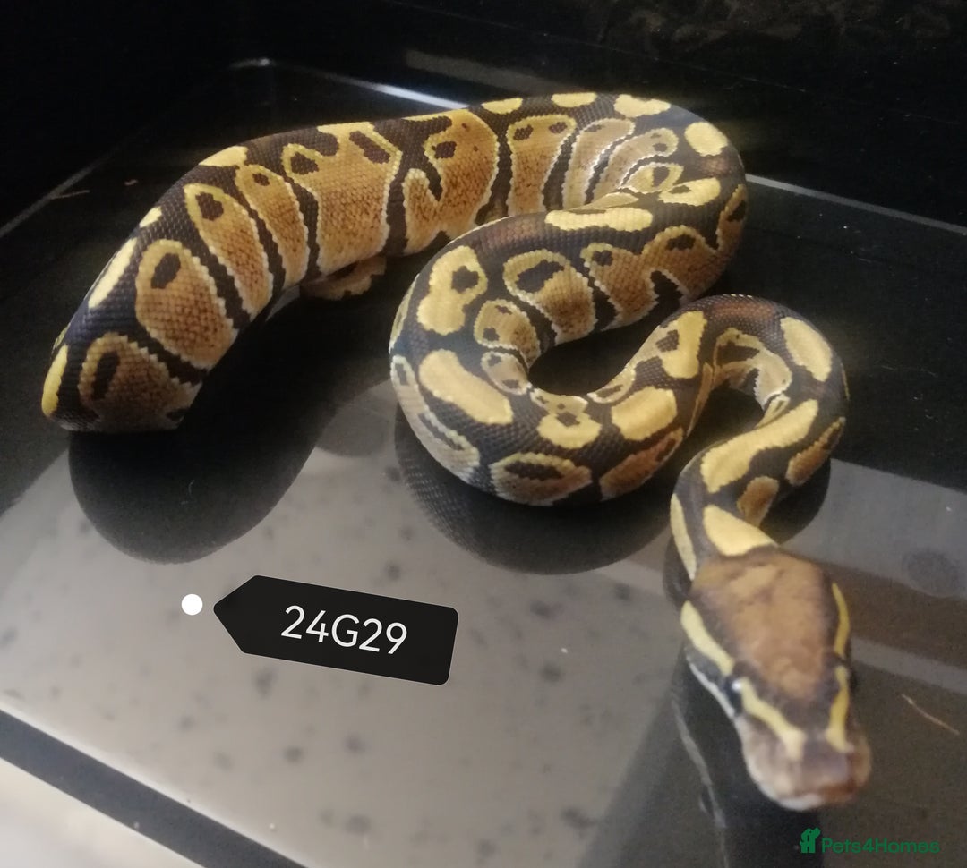 Python Snake reptiles for sale: Royal Python babies - Image 5