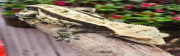 Gecko reptiles for sale: Various crested geckos - Advert 22