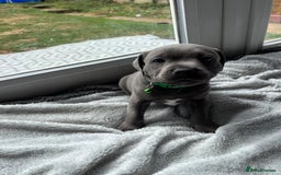 Staffordshire Bull Terrier dogs for sale: 1 male Blue Staff Bull Terrier pup 💙 in Hitchin - Image 19