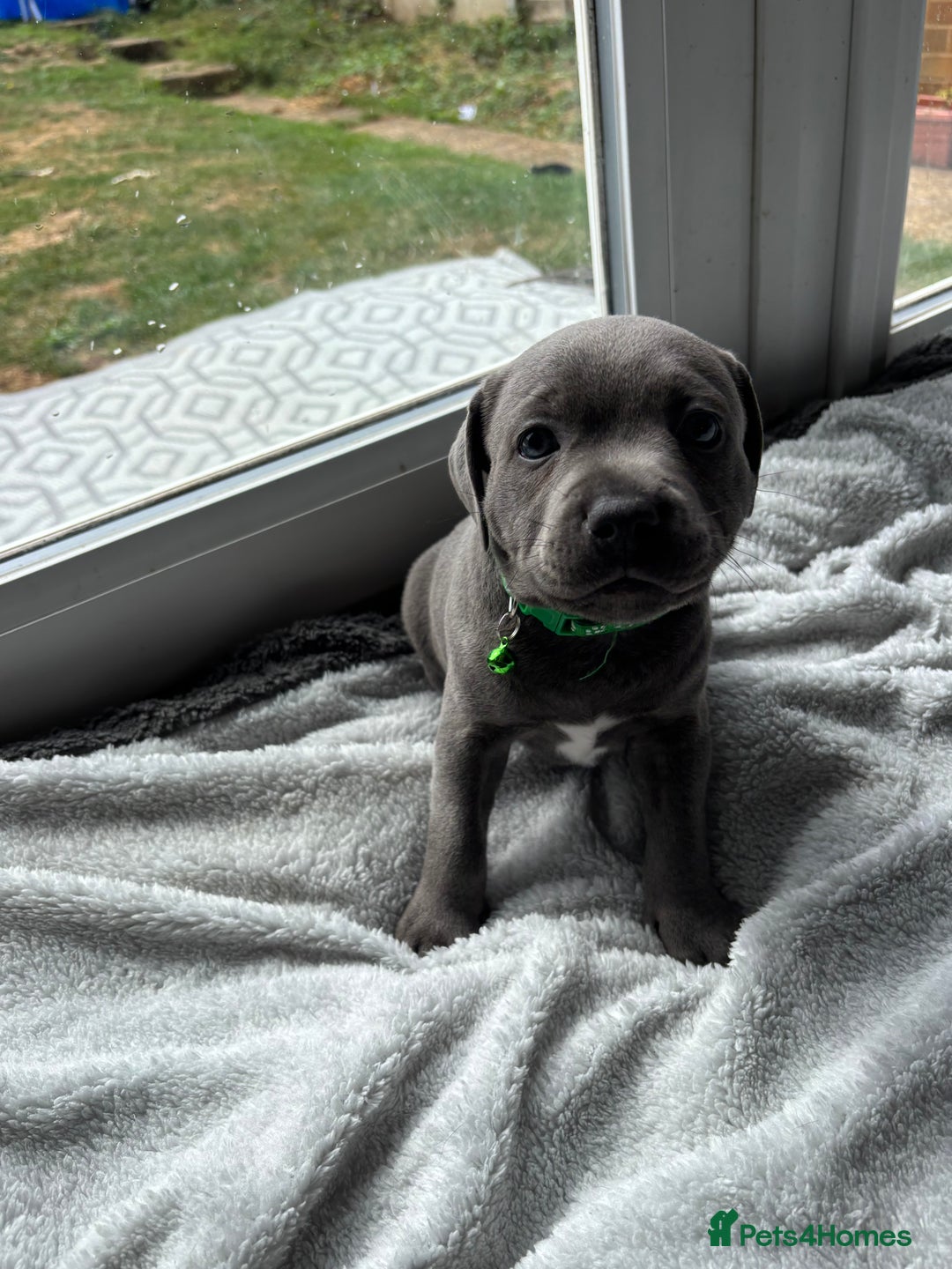 Staffordshire Bull Terrier dogs for sale: 1 male Blue Staff Bull Terrier pup 💙 in Hitchin - Image 19