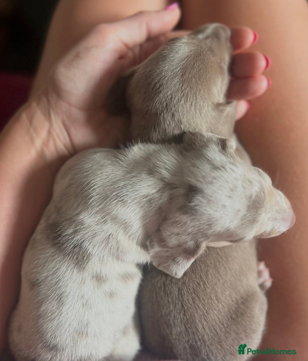 Miniature Dachshund dogs for sale: 1 Beautiful Kc reg Girl 💗 needs rehoming  - Advert 8