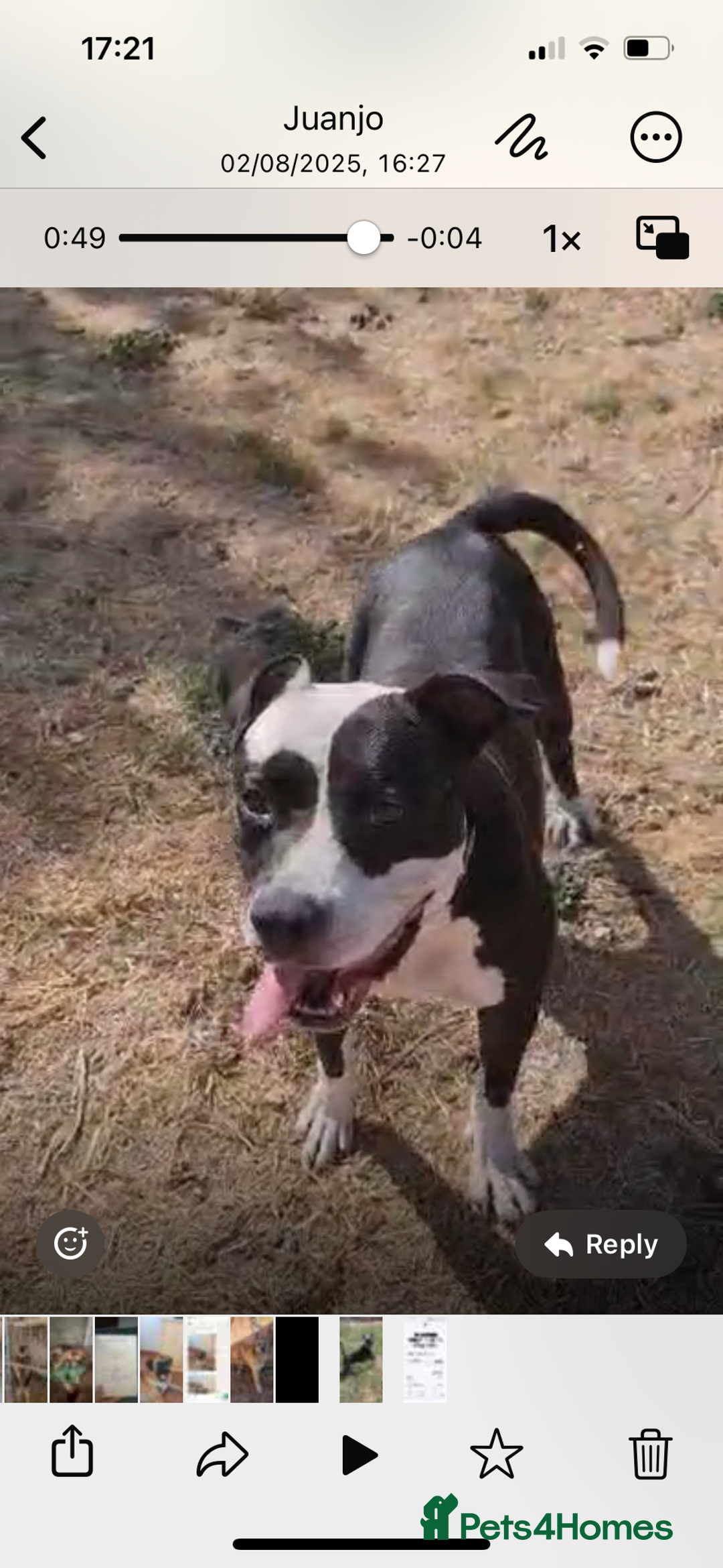 Mixed Breed dogs for adoption: ❤️ HERA the dog with a beautiful heart ❤️ - Image 8