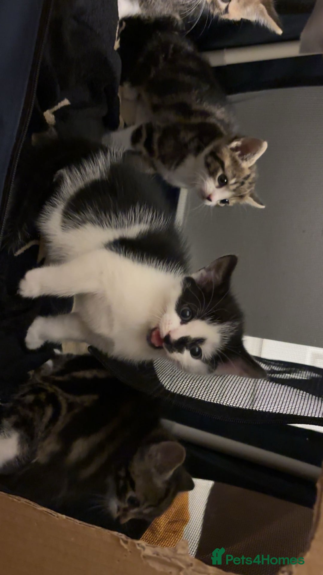 American Shorthair cats for sale: Kittens for Sale - Advert 6