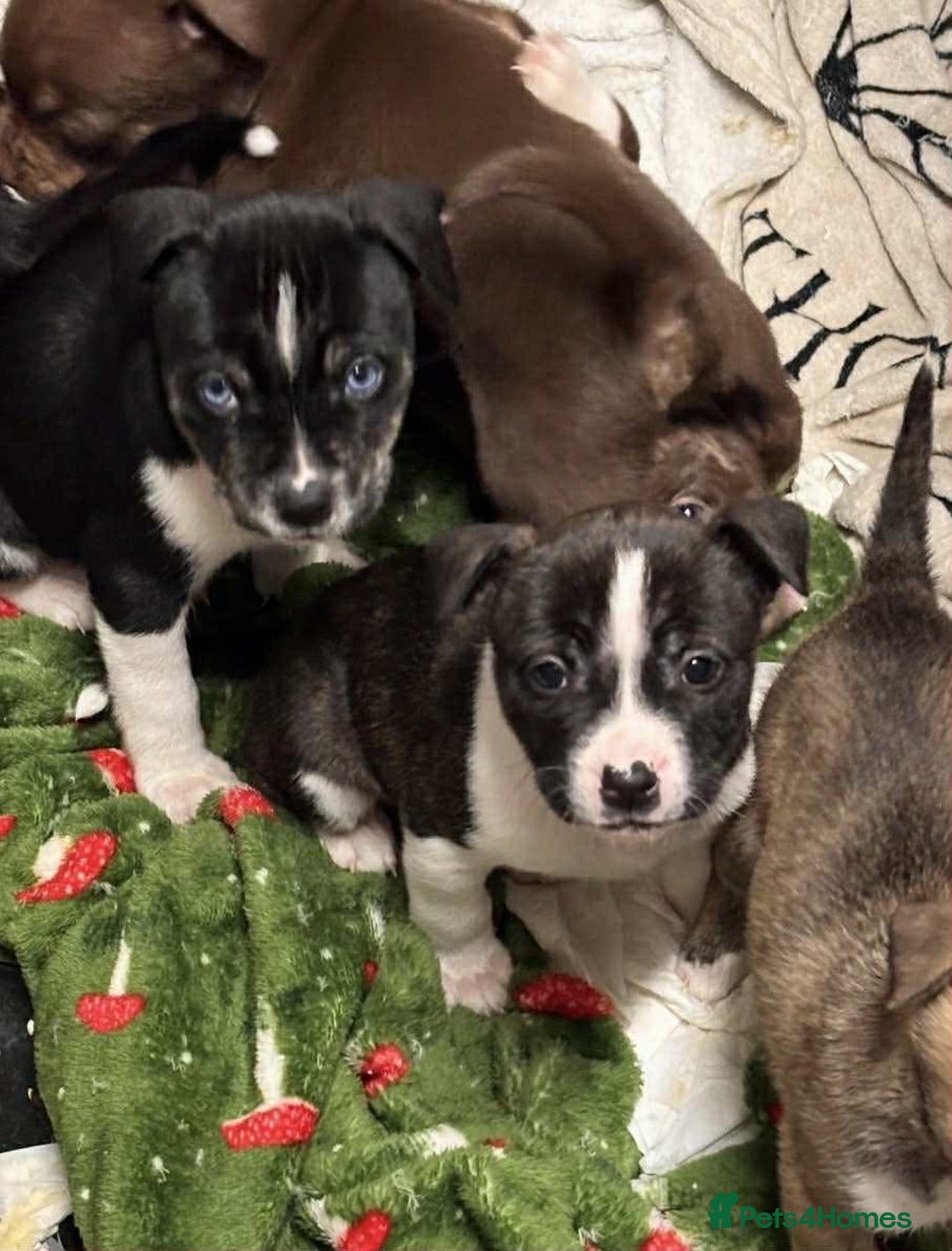 Mixed Breed dogs for sale: 1 male , American bulldog x husky  - Advert 2