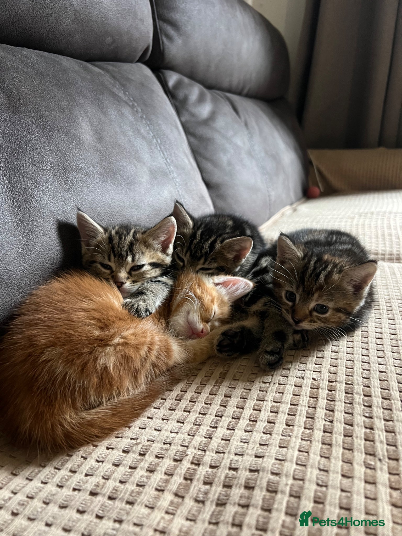 Domestic Shorthair cats Four beautiful kittens - Advert 2