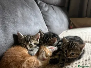 Domestic Shorthair cats Four beautiful kittens - Advert 2