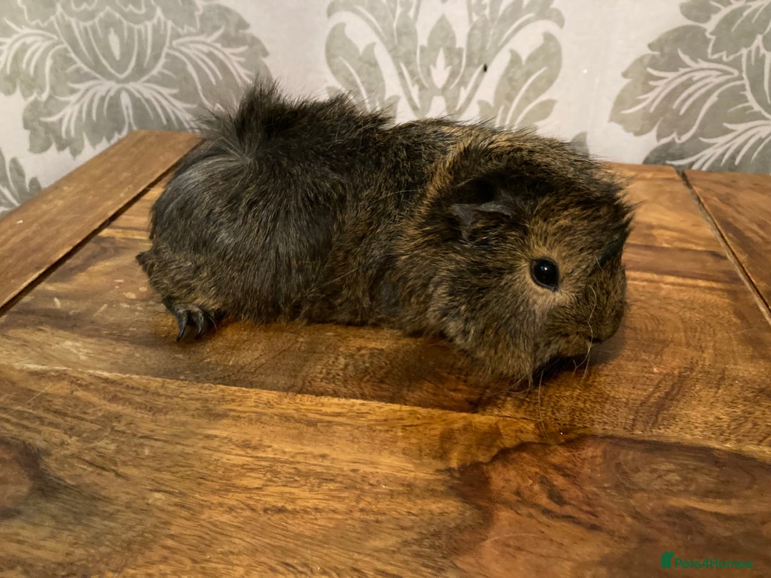 Guinea Pig rodents for sale: FEMALE Guinea pigs  - Advert 12