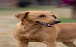 Labrador Retriever dogs for stud: Handsome KC Reg Fox Red Labrador Stud in March - Image 3