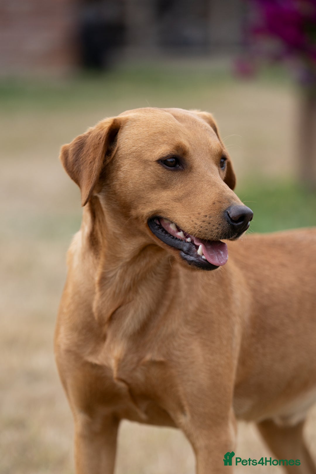 Labrador Retriever dogs for stud: Handsome KC Reg Fox Red Labrador Stud in March - Image 3